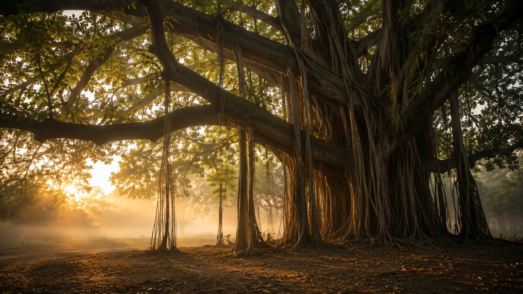 A mature banyan tree at first light — roots becoming trunks, one tree becoming a grove